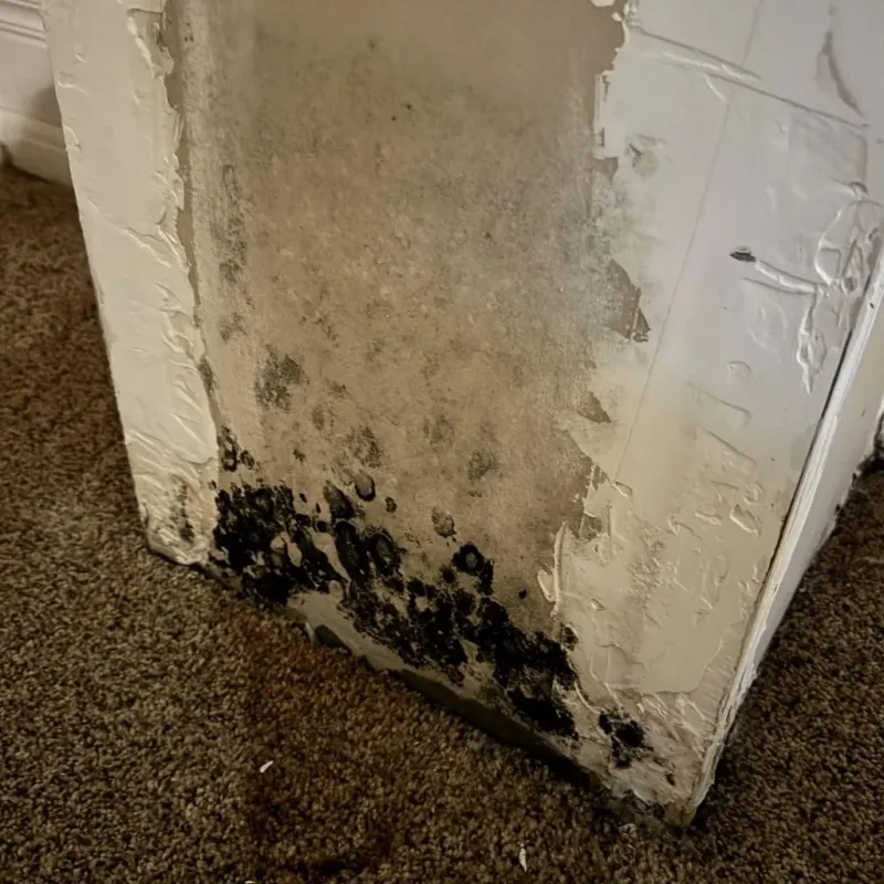 Professional Mold Removal in Orange County, FL